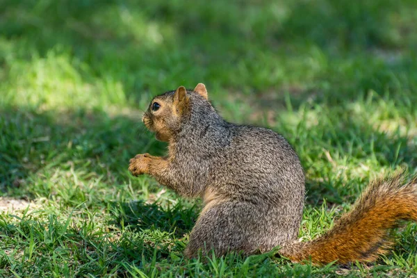 Ein Eichhörnchen Auf Nahrungssuche Auf Einer Grünen Wiese Park Von — Stockfoto