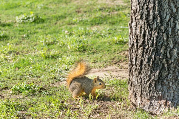 Een Eekhoorn Zoek Naar Voedsel Groene Weide Het Park Van — Stockfoto