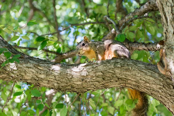 Esquilo Cinzento Descansando Uma Árvore Sob Luz Sol Parque Dallas — Fotografia de Stock