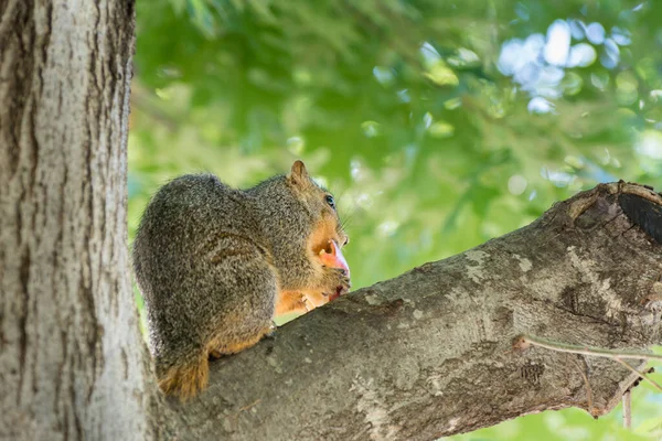 Hungriges Eichhörnchen Frisst Früchte Auf Einem Baum Einem Park Dallas — Stockfoto