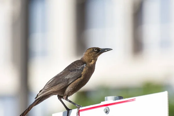 Grackle Cauda Grande Colorida Grackle Mexicano Quiscalus Mexicanus São Pássaro — Fotografia de Stock