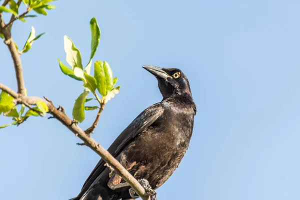 Ένα Αρσενικό Μαύρο Grackle Μεγάλη Ουρά Μεξικάνικο Grackle Quiscalus Mexicanus — Φωτογραφία Αρχείου