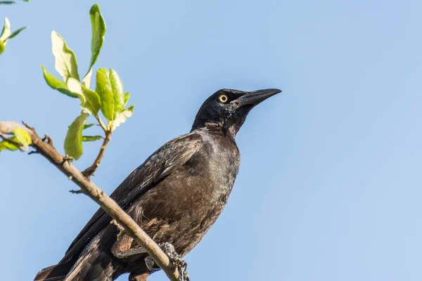 Grackle Preto Cauda Grande Masculino Grackle Mexicano Quiscalus Mexicanus Pássaro — Fotografia de Stock