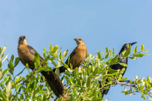 Grackle Cauda Grande Colorida Grackle Mexicano Quiscalus Mexicanus São Pássaro — Fotografia de Stock