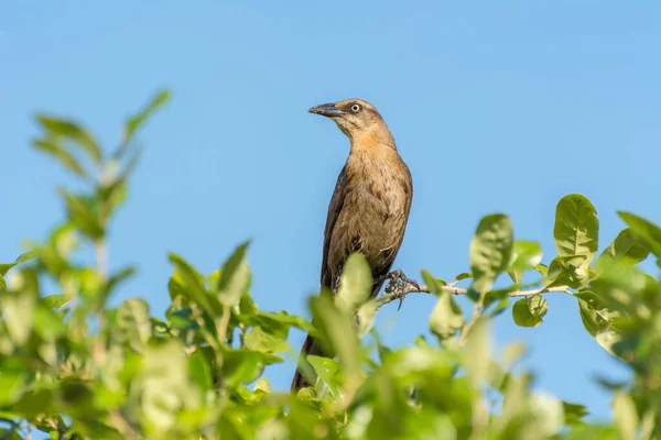 Clay Színű Nagy Farkú Grackle Vagy Mexikói Grackle Quiscalus Mexicanus — Stock Fotó