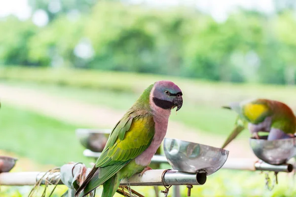Färgglada Kvinnliga Rödbröstad Papegoja Som Sitter Zoo — Stockfoto