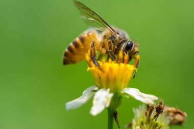 Arılar beyaz ve sarı Bidens pilosa çiçekleri üzerinde polen topluyor.