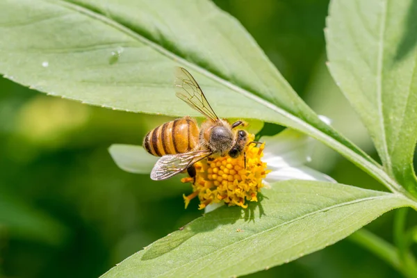 Méhecske Gyűjtése Pollen Fehér Sárga Bidens Pilosa Virág — Stock Fotó