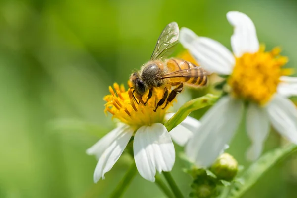 Méhecske Gyűjtése Pollen Fehér Sárga Bidens Pilosa Virág — Stock Fotó