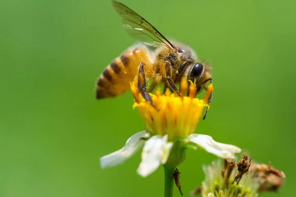 Пчела Собирает Пыльцу Белом Желтом Цветах Bidens Pilosa — стоковое фото