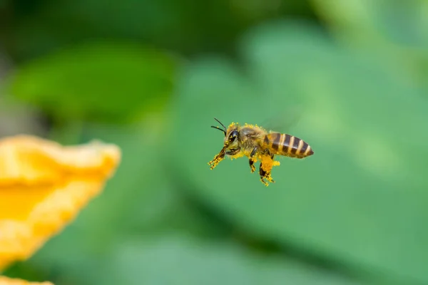 A honey bee is flying to a pumpkin flower.