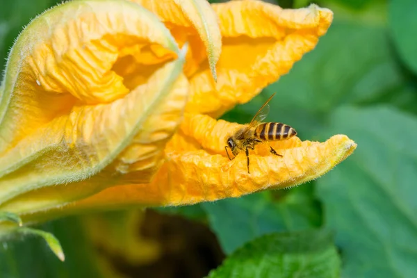 Makró Egy Mézelő Méh Gyűjtése Nektár Arany Tök Virág — Stock Fotó