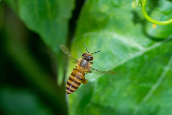 Repülő Méhecske Zöldségmezőn — Stock Fotó