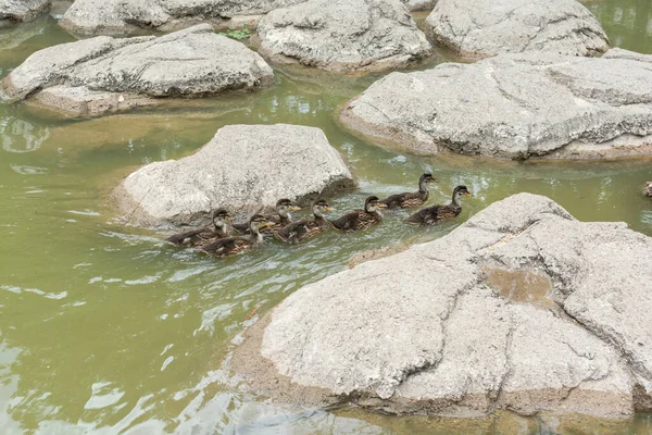 一群小鸭子在池塘里游泳 — 图库照片