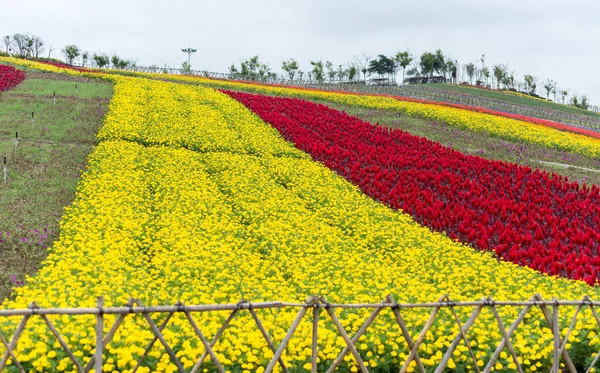 Kleurrijke Bloemenvelden Huis East Overseas Chinese Stad Lgo Oost Shenzhen — Stockfoto