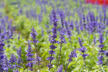 Bir tarlada mavi Salvia çiçeği (mavi adaçayı).