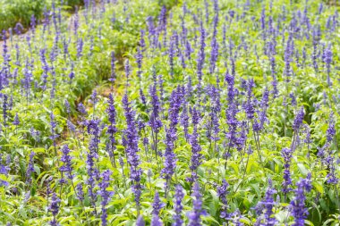 Bir tarlada mavi Salvia çiçeği (mavi adaçayı).