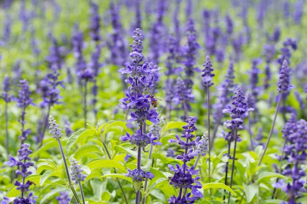 Makro Blå Salvia Blomma Blå Salvia Jordbruksmark — Stockfoto