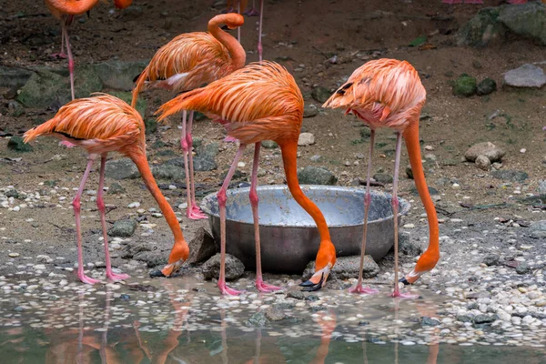 Roze Flamingo Die Voedsel Eten Een Soort Waadvogel Uit Familie — Stockfoto