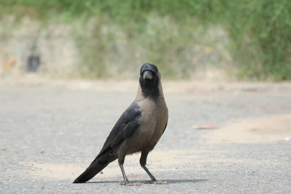 Cuervo Indio Corvus Splendens Pie Camino —  Fotos de Stock