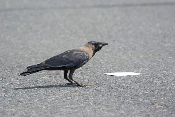 Corbeau Indien Affamé Mange Nourriture Sur Route — Photo