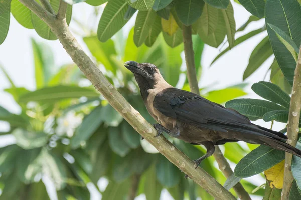 Corvo Indiano Pousando Uma Árvore — Fotografia de Stock