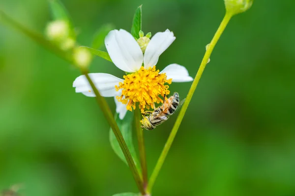 花のホバーフライ収集花粉でビデンズピロサの花 — ストック写真