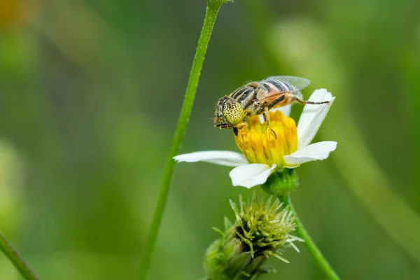 Schwebfliege Sammelt Pollen Auf Bidens Pilosa Blume — Stockfoto