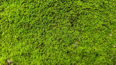 Bereketli yeşil yosunların yakın çekim görüntüsü yoğun halı benzeri bir katman oluşturuyor..