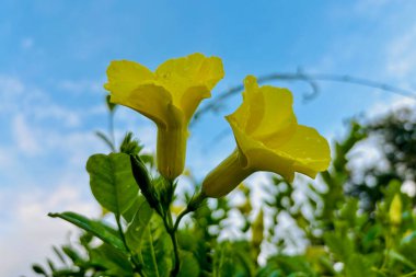 İki canlı sarı trompet çiçekleri güneşli bir bahçede canlı bir şekilde açıyor yaz boyunca bulutlu bir mavi gökyüzü arka planına karşı.