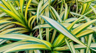 Bahçede yetişen sarı merkezli ve yeşil kenarlı, doğal doğrusal deseni ve dokusunu gösteren uzun ve taze yaprakların yakın görüntüsünü al..