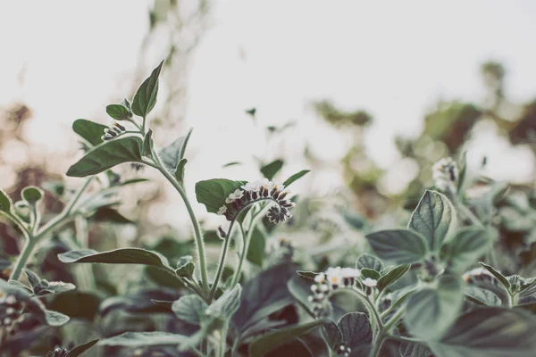 yeşil çiçek makro