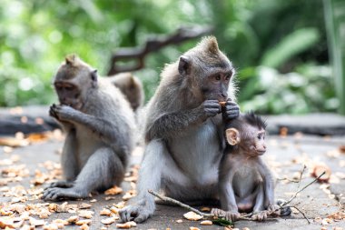 Maymun 'un ailesi Bali' de