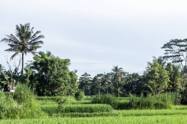 Bali Ormanı. Endonezya doğası