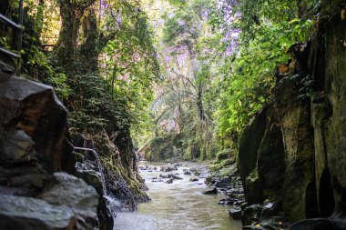 Bali 'de orman nehri