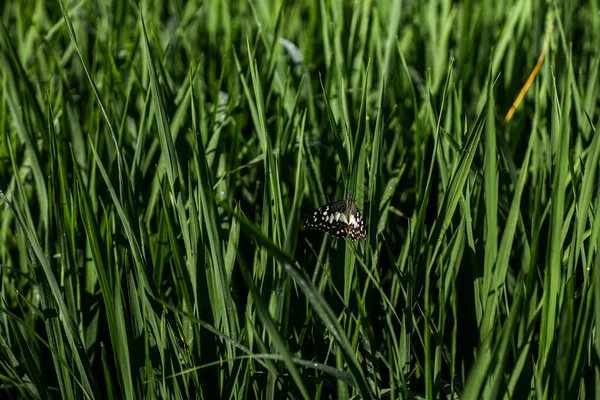 Bali 'de yeşil grase