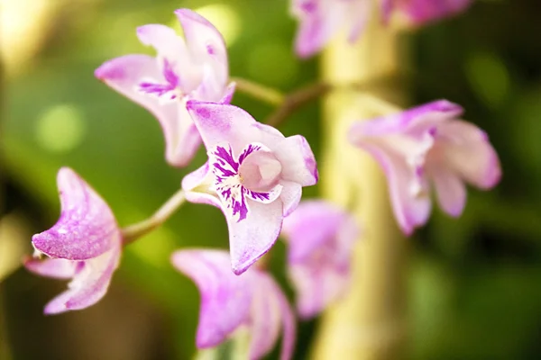 Orquídea de rock rosa de cerca — Foto de Stock