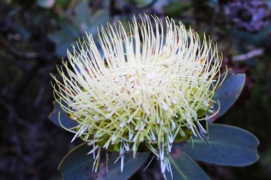 Afrika Wagontree Protea