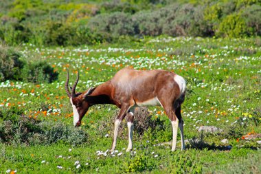 Bontebok among the flowers clipart