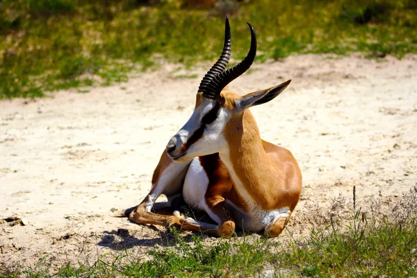 Springbok nemen een rust — Stockfoto