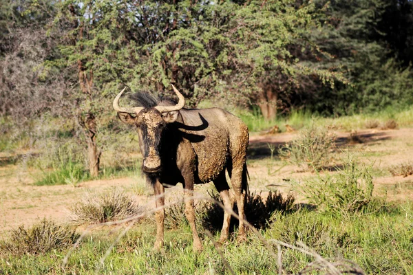 卡拉哈迪蓝羚羊放牧 — 图库照片