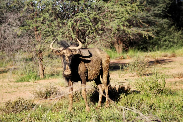 Blauwe gnoe Kgalagadi begrazing — Stockfoto