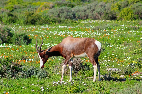 Bontebok çiçekler arasında