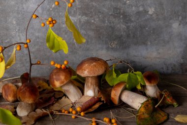 Gri arka planda taze porcini mantarlarının sanatsal kompozisyonu. Huş ağacı dalı, portakal böğürtlenleri ve düşmüş yapraklar. Stüdyo çekimi, sonbahar konsepti..