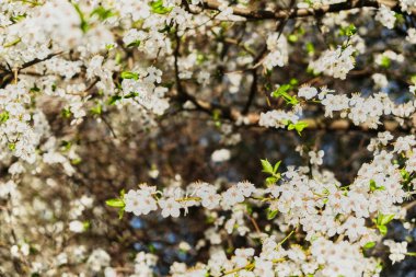 Çiçek açan beyaz kirazlı bulanık dallar. Tam kare. Bahar doğasının güzel çiçekli görüntüsü.