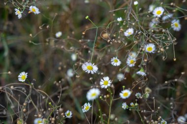 Tarlanın küçük beyaz kır çiçekleri. Bulanık ve seçici odaklanma.