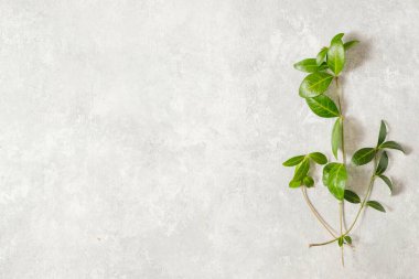 bahar arkaplanı. Yapraklar ve narin leylak çiçekleri. Bahar ve doğa kavramı. Boşluğu kopyala