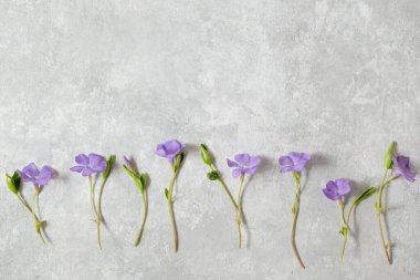 Gri arkaplandaki leylak çiçekleri. Bahar konsepti Boşluğu kopyala