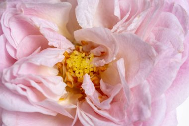 Pembe açık gül kapağı. Çiçekli pastel arka plan. Yumuşak odaklanma, makro.