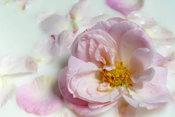 Close-up roze open roos en bloemblaadjes in melk. Natuurlijke bloemen delicate achtergrond — Stockfoto